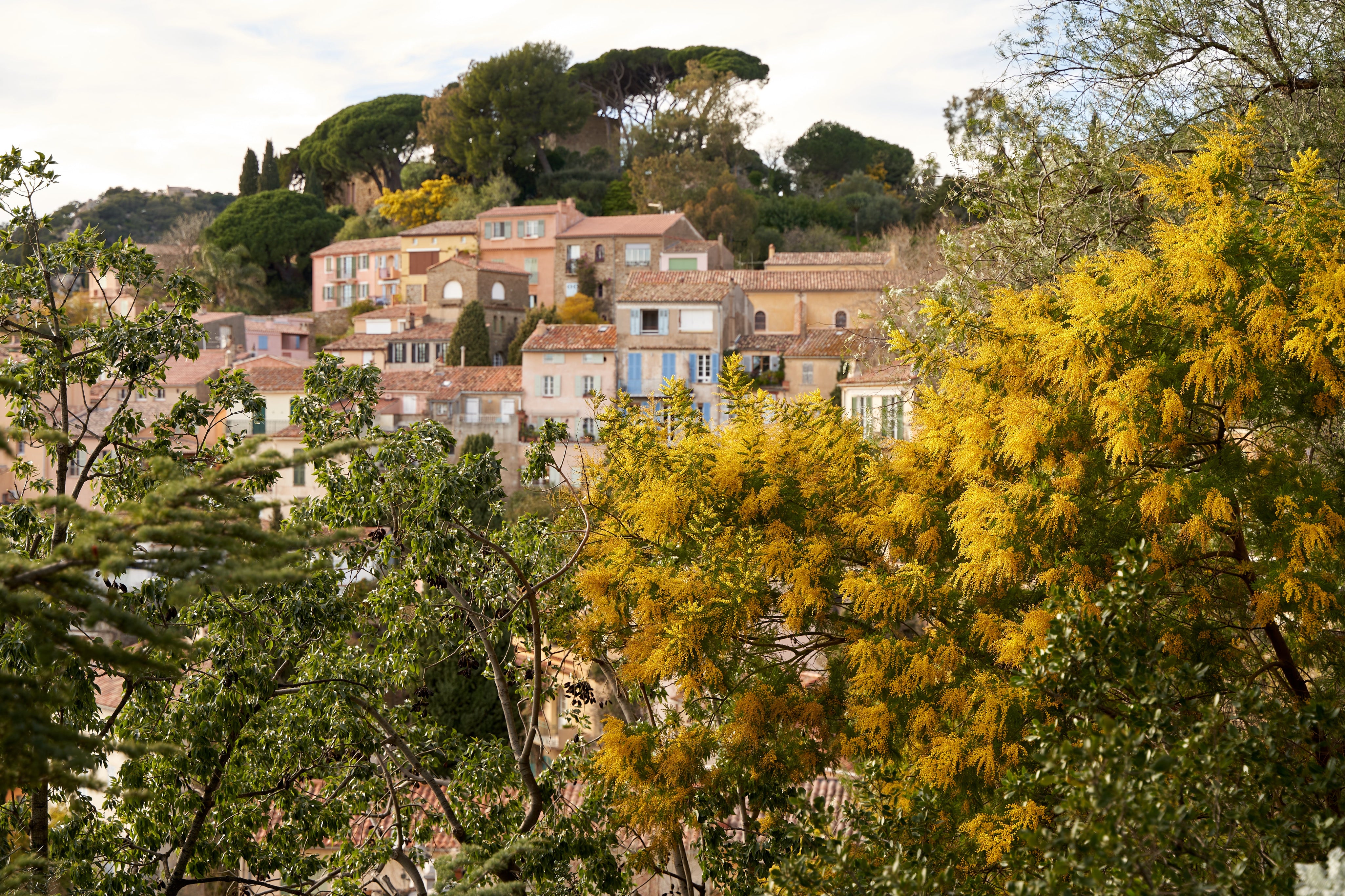 Mimosa Forest in the South of France by Emilie Johnson